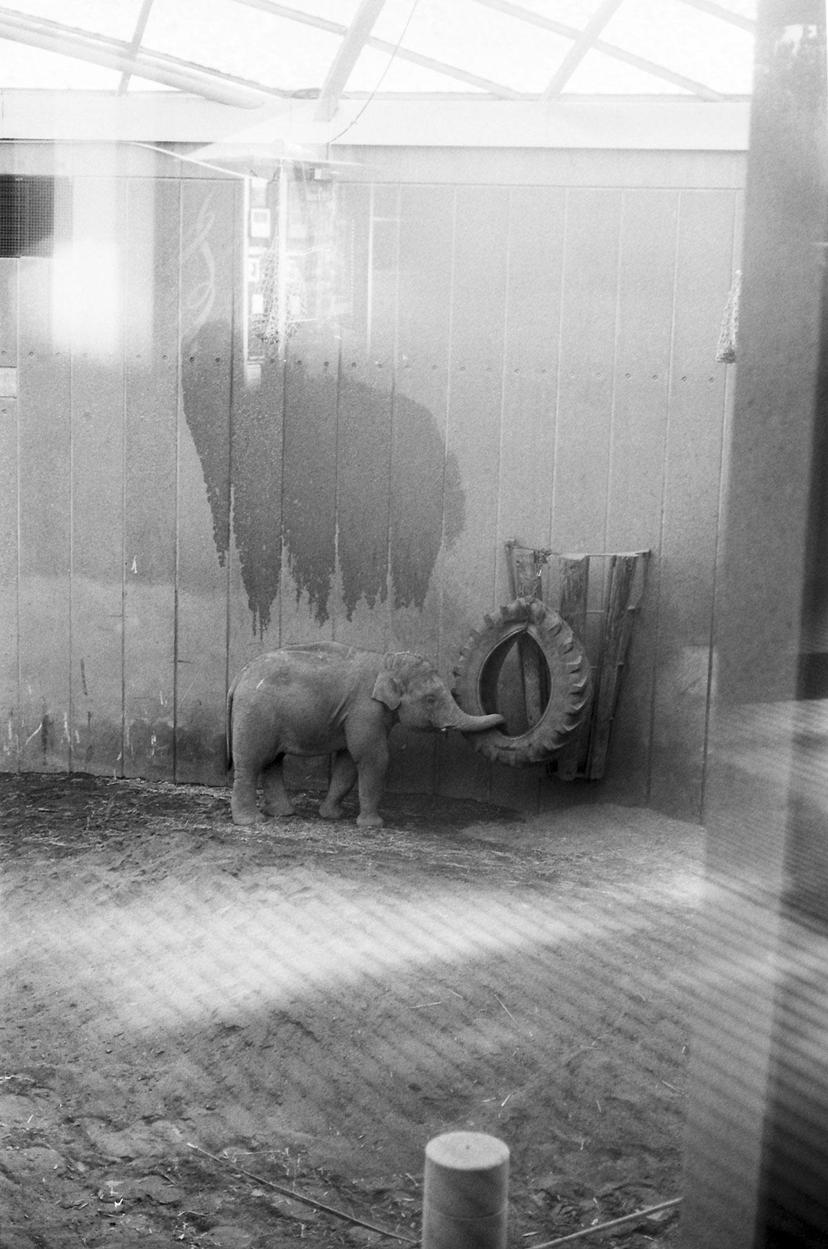© Julia Mejnertsen, Cucciolo di elefante in un recinto al coperto, Zoo di Copenhagen, Danimarca (2021)/35mm, bianco e nero