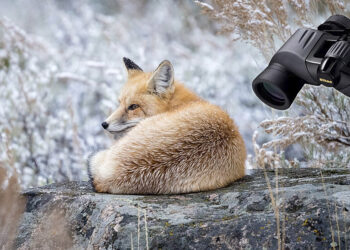 Action-EX-7x35 evidenza