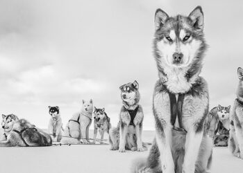 Greenland Last Ice. cani da slitta, foto di cristina mittermeier