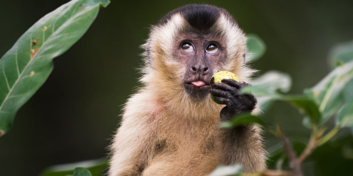 Nikon Comedy Wildlife Awards 2024 India Ronna Chrystel