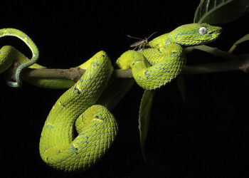 serpente in costa rica