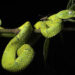 serpente in costa rica