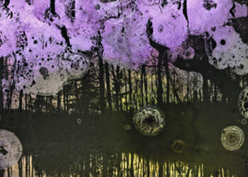 La muffa si fa artista e fotografie dimenticate tornano a nuova vita