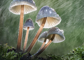 © Tony North, Milking Bonnets