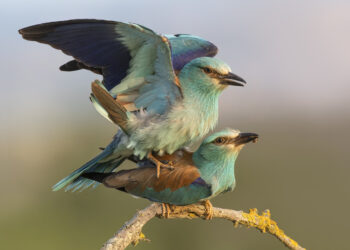 Fotografare le Ghiandaie marine. © Maurizio Berni