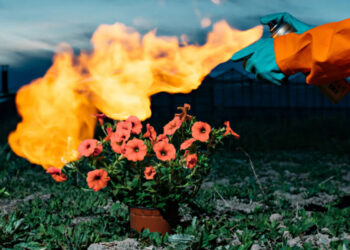 Klaus Pichler. The Petunia Carnage