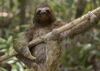 Nikon Comedy Wildlife Awards 2024