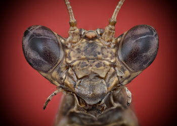 Enrico Luzi macrofotografia