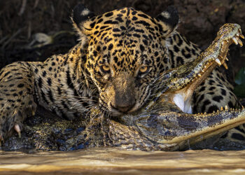 Ian Ford, Menzione d'onore Wildlife Photographer of the Year 2024