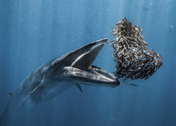 Vincitori Ocean Photographer of the Year 2024