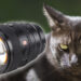 GATTO NERO CON OBIETTIVO