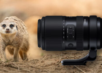 tamron 50-400mm con suricato