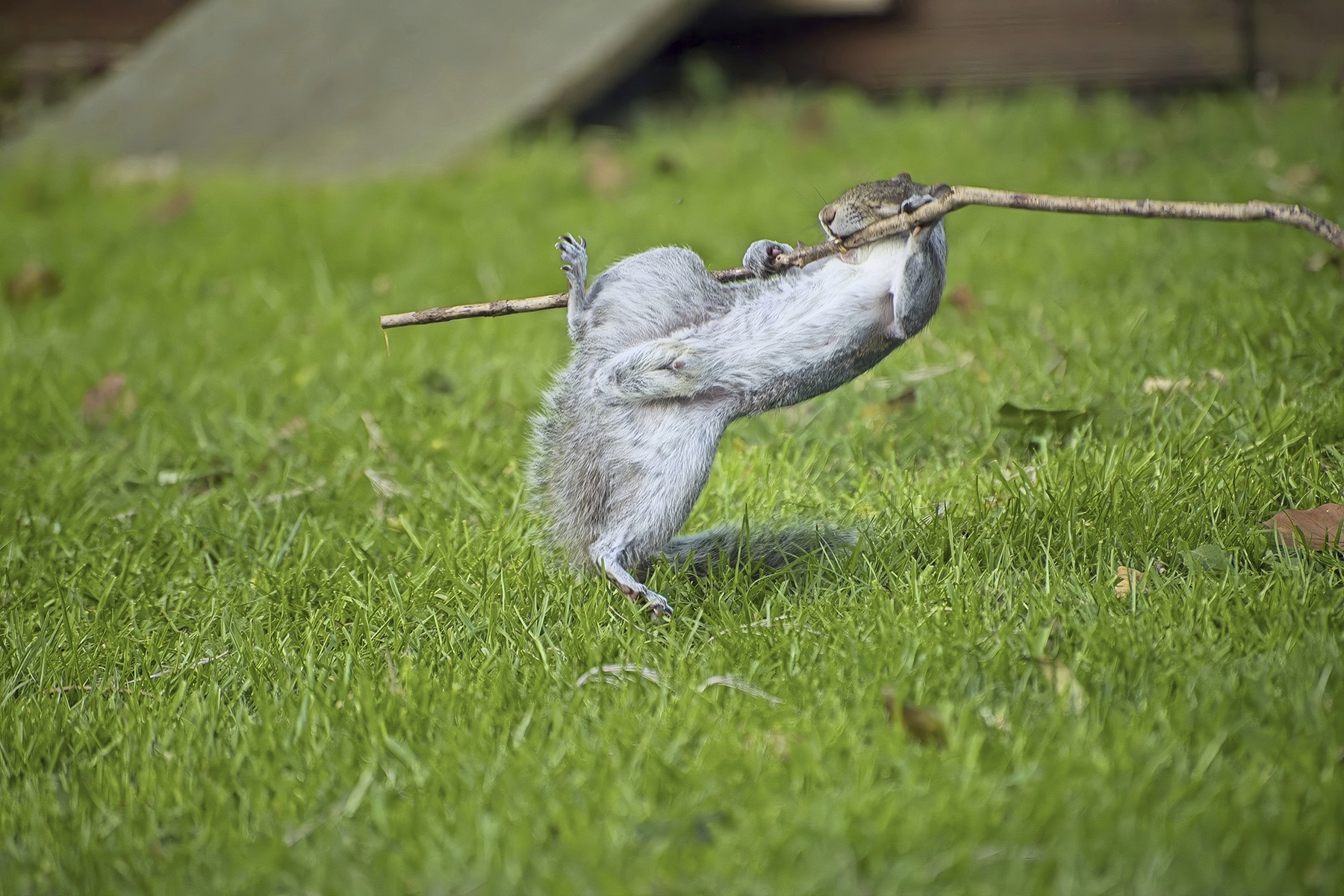 © Flynn Thaitanunde Lobb, Rock guitar. Finalista categoria Portfolio, Nikon Comedy Wildlife Awards 2024