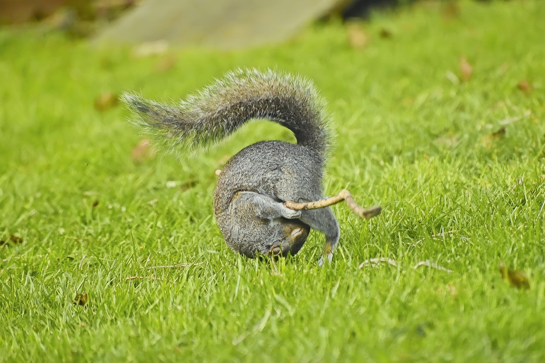 © Flynn Thaitanunde Lobb, Roly Poly. Finalista categoria Portfolio, Nikon Comedy Wildlife Awards 2024