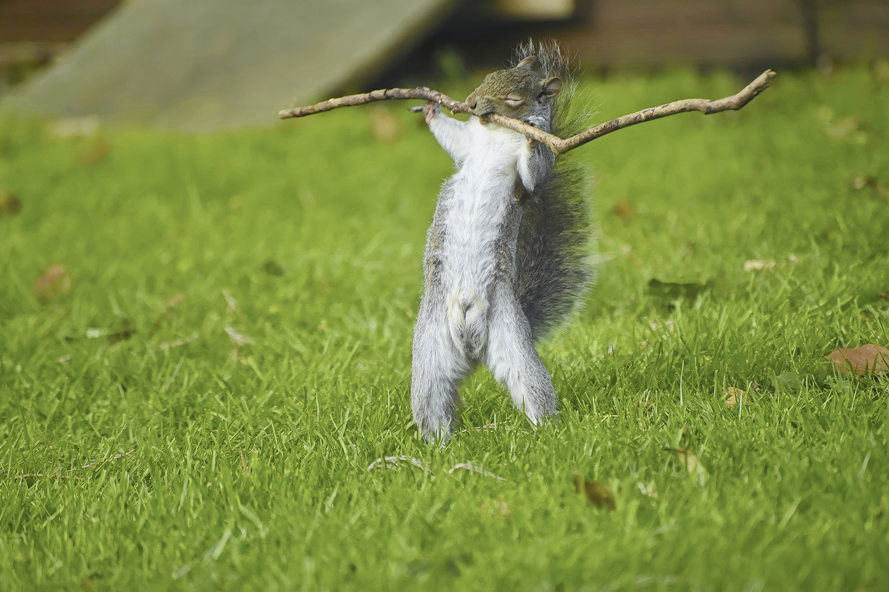 © Flynn Thaitanunde Lobb, Weight Lifting. Finalista categoria Portfolio, Nikon Comedy Wildlife Awards 2024