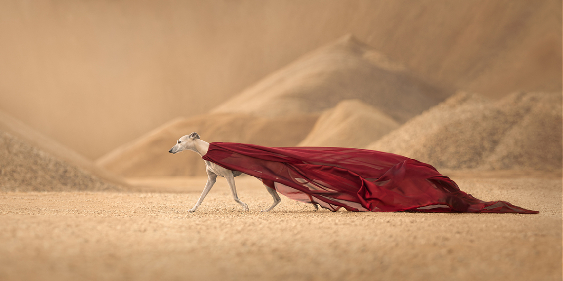 © Regine Jensen, 1ª classificata categoria Action dei Dog Photography Awards 2024