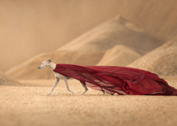 © Regine Jensen, 1ª classificata categoria Action dei Dog Photography Awards 2024