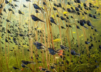 Vincitori Wildlife Photographer of the Year 2024