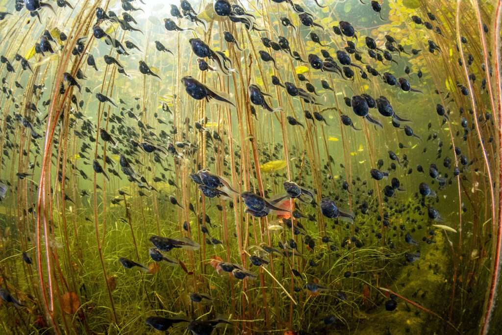 “The Swarm of Life”. Girini di rospo boreale nelle acque del lago Cedar. © Shane Gross, Wildlife Photographer of the Year 2024