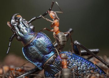 60° Wildlife Photographer of the Year, mostra fotografia al Museo della Permanente di Milano