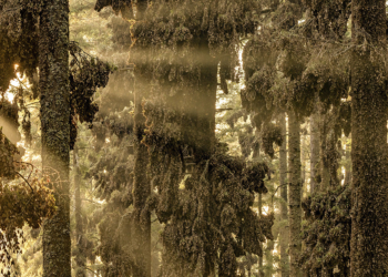 European Wildlife Photographer of the Year 2024 vincitori concorso