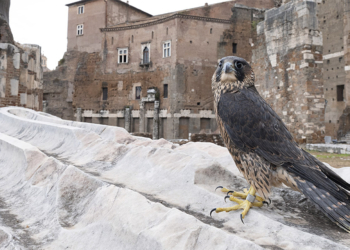 Gianluca Damiani, libro fotografico Spectio. La natura nascosta del Parco archeologico del Colosseo