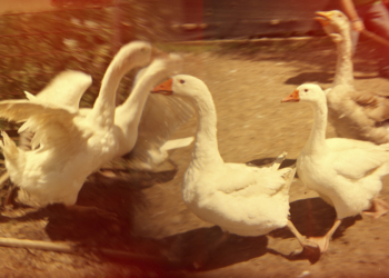 Lorenzo Vecchio, mostra fotografica The Son of Family