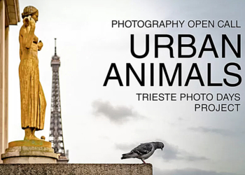 Foto di Merja Varkemaa, "The curious bird"