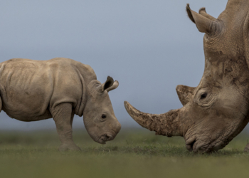 Foto di Jules Oldroyd