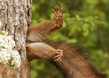 Nikon Comedy Wildlife Awards 2024 vincitori