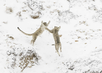 Paolo Della Rocca, vincitore NPOTY Photo Contest 2024