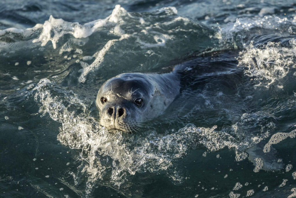 Foca monaca del Mediterraneo (Monachus monachus) Mar Jonio. © Ugo Mellone