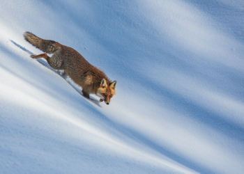 Il Paese della biodiversità. Il patrimonio naturale italiano. Mostra fotografica Roma