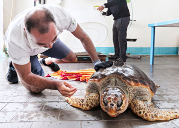 Dalla serie "A Sea Turtle Odyssey". © Paola Lai