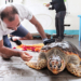 Dalla serie "A Sea Turtle Odyssey". © Paola Lai