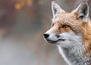 Edoardo Ciferri fotografare le volpi