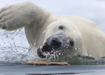 Vincitori World Nature Photography Awards 2025