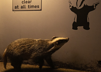 © Ian Wood, People's Choice Award Wildlife Photographer of the Year