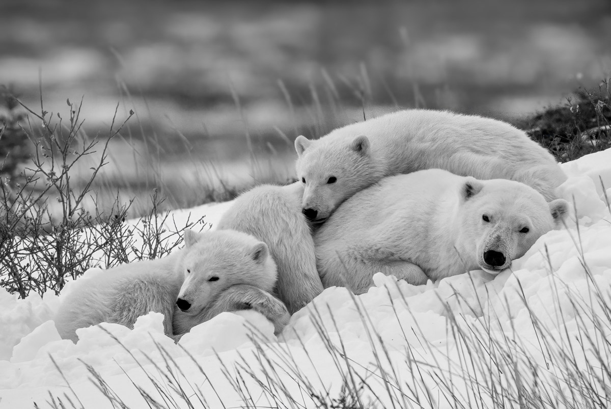 © Kevin Shi, Stati Uniti, finalista, Professional competition, categoria Wildlife & Nature, Sony World Photography Awards 2025