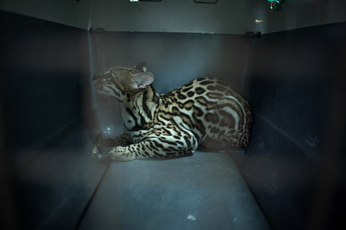 © Maria Portaluppi, Ecuador, finalista, Professional competition, categoria Environment, Sony World Photography Awards 2025