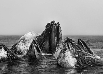 Cristina Mittermeier. La grande saggezza, mostra Galleria arte moderna Palermo