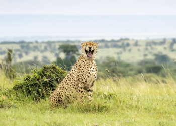 Udara Pathminda - "Laughing Cheetah"