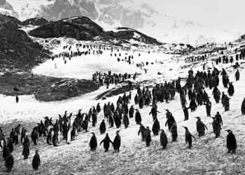 Sebastião Salgado. Ghiacciai mostra fotografica Rovereto Trento