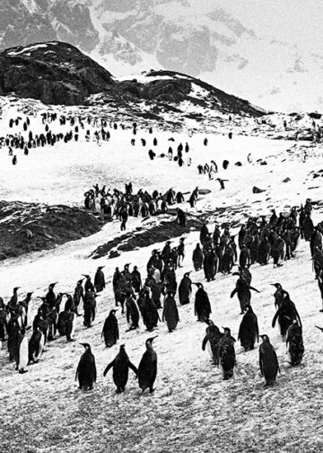 Sebastião Salgado. Ghiacciai mostra fotografica Rovereto Trento