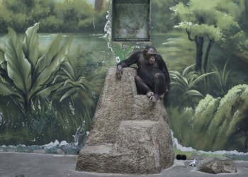 Sony World Photography Awards 2025 vincitori