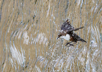 Vincitori GDT Nature Photographer of the Year 2025
