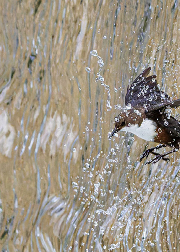 Vincitori GDT Nature Photographer of the Year 2025
