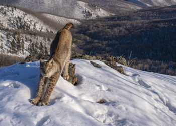© Igor Metelskiy, Wildlife Photographer of the Year