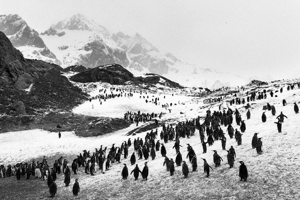 Ghiacciai nella Georgia del Sud, 2009. © Sebastião Salgado/Contrasto
