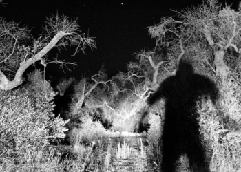 Fastidiosa. © Jean Marc Caimi e Valentina Piccinni